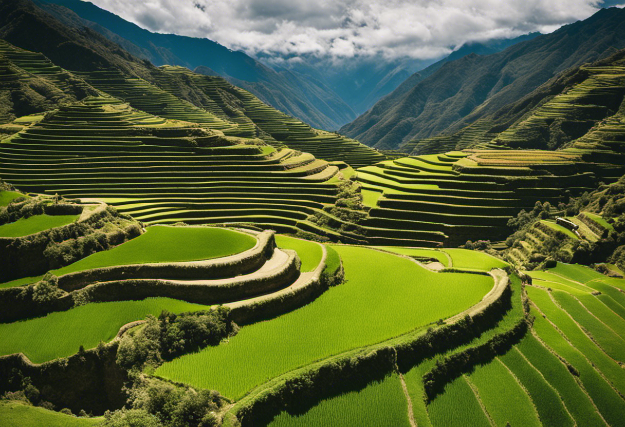 An image portraying an expansive terraced landscape of vibrant green fields, meticulously cultivated by Inca farmers